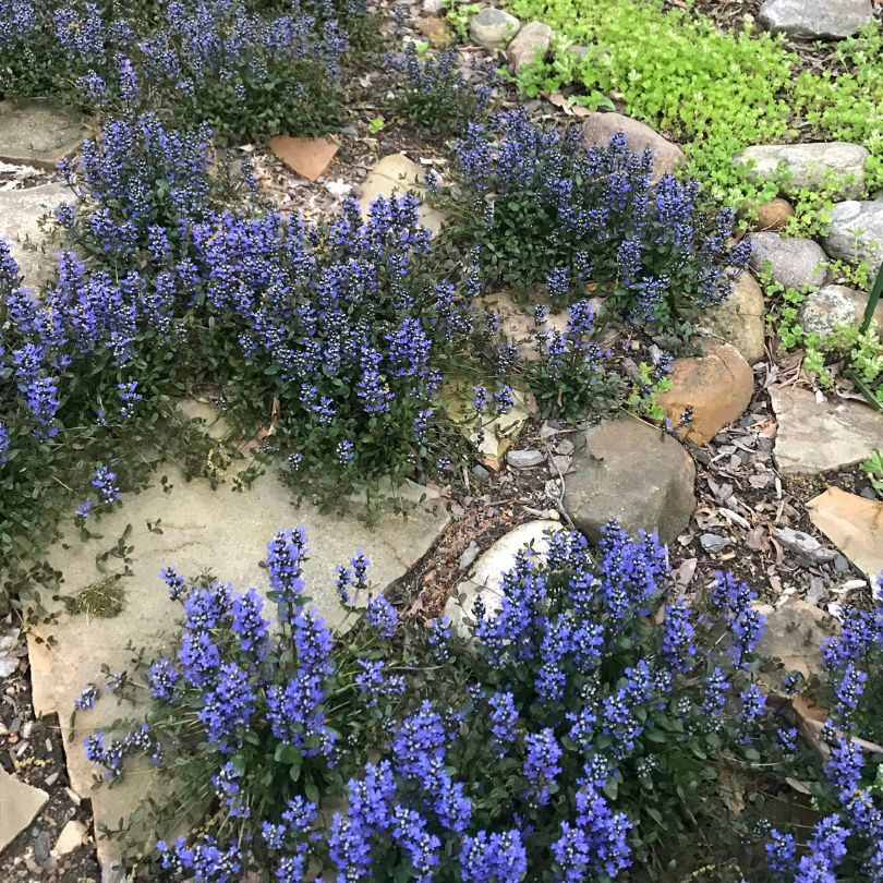 Purple ajuga flowers growing among rocks and stones