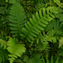 Vivid green Christmas fern foliage in a shade garden