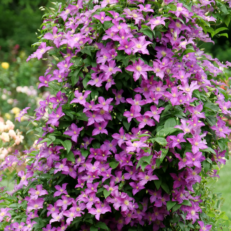 Jolly Good Clematis has abundant purple clematis flowers in summer.