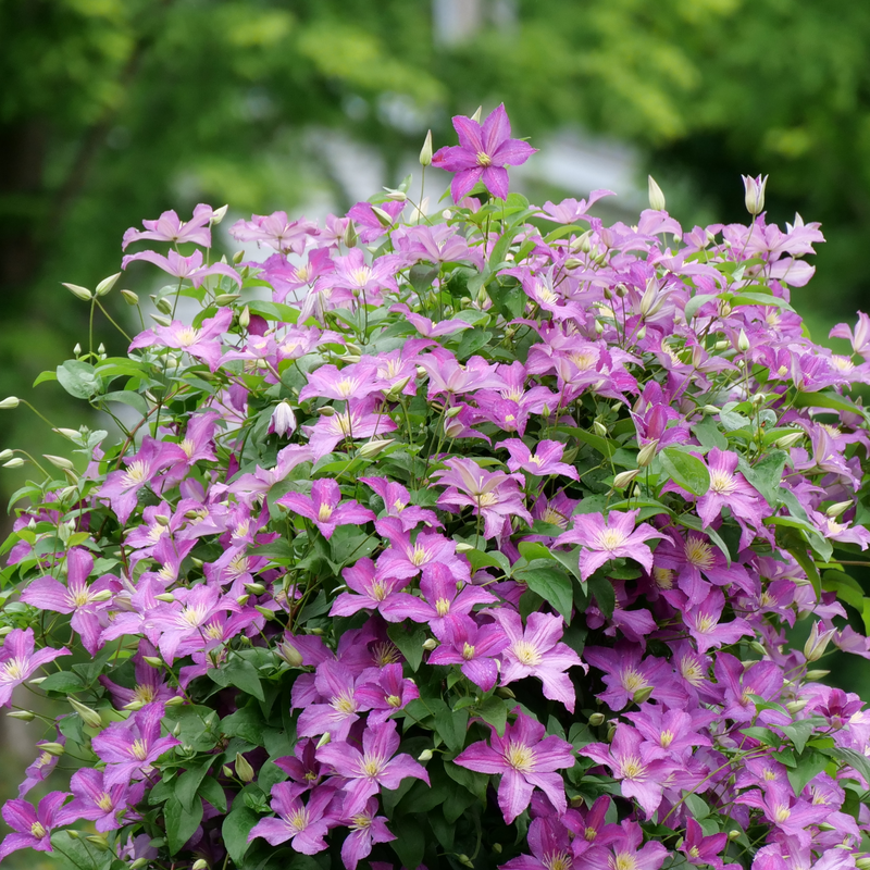 Jolly Good clematis is a great vine for flowers in full sun