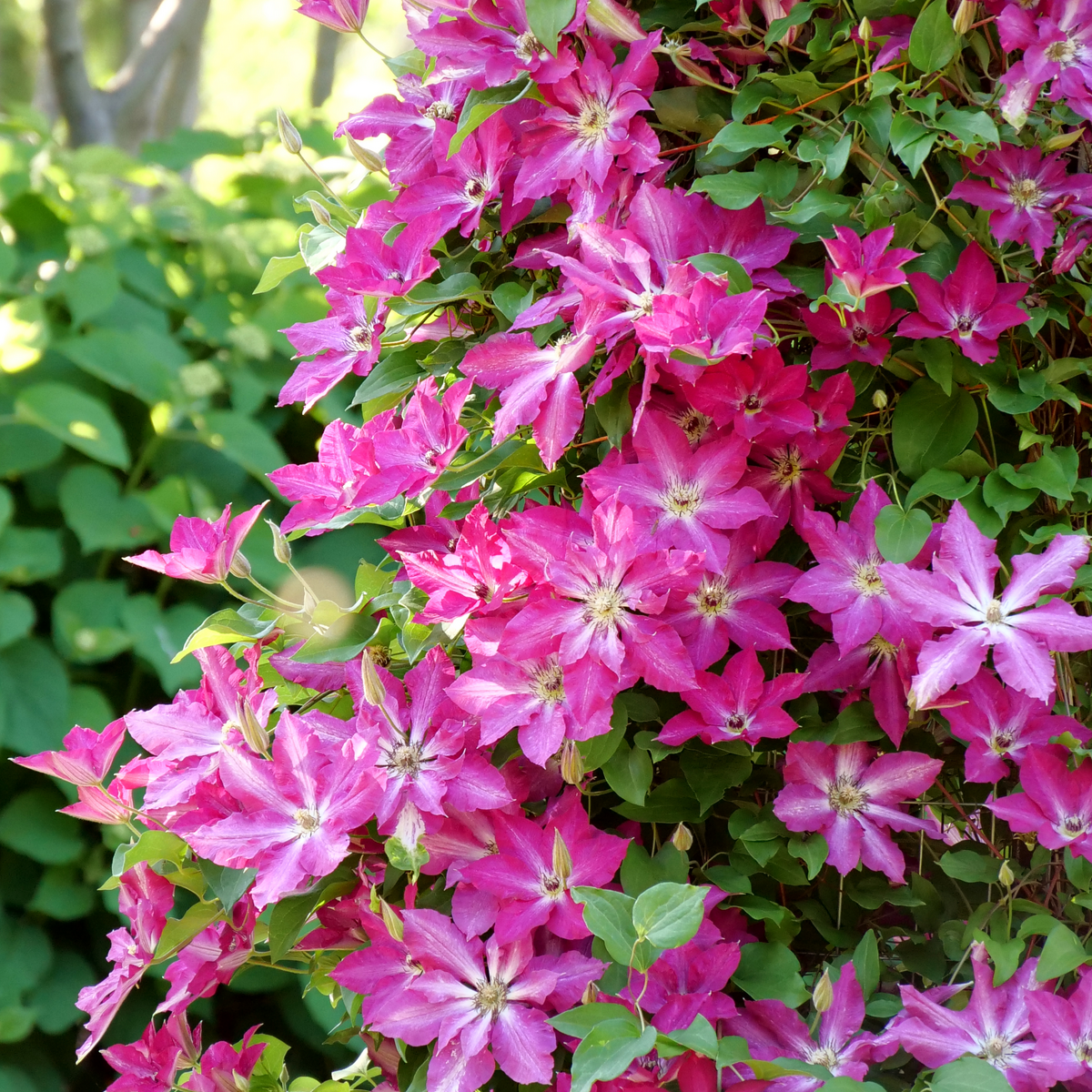 Beautiful climbing habit of 'Viva Polonia' Clematis. 