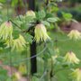 Cheery golden flowers with double petals