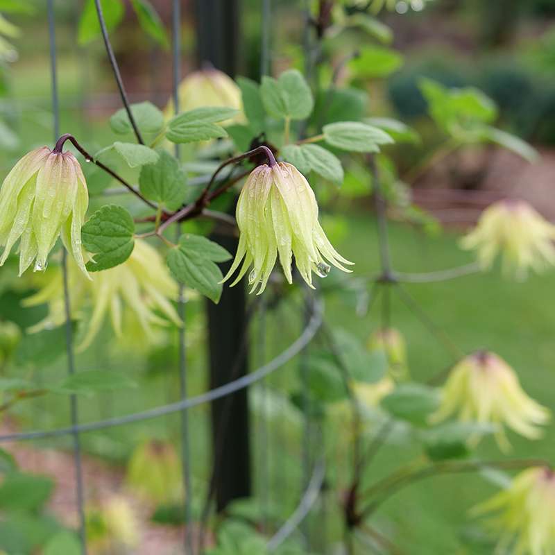 Cheery golden flowers with double petals