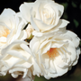 Pure white rose blooms