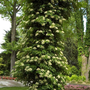 Climbing Hydrangea with lush green foliage and large white flowers climbing a tree in a landscape. 