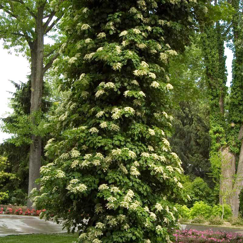 Climbing Hydrangea with lush green foliage and large white flowers climbing a tree in a landscape. 
