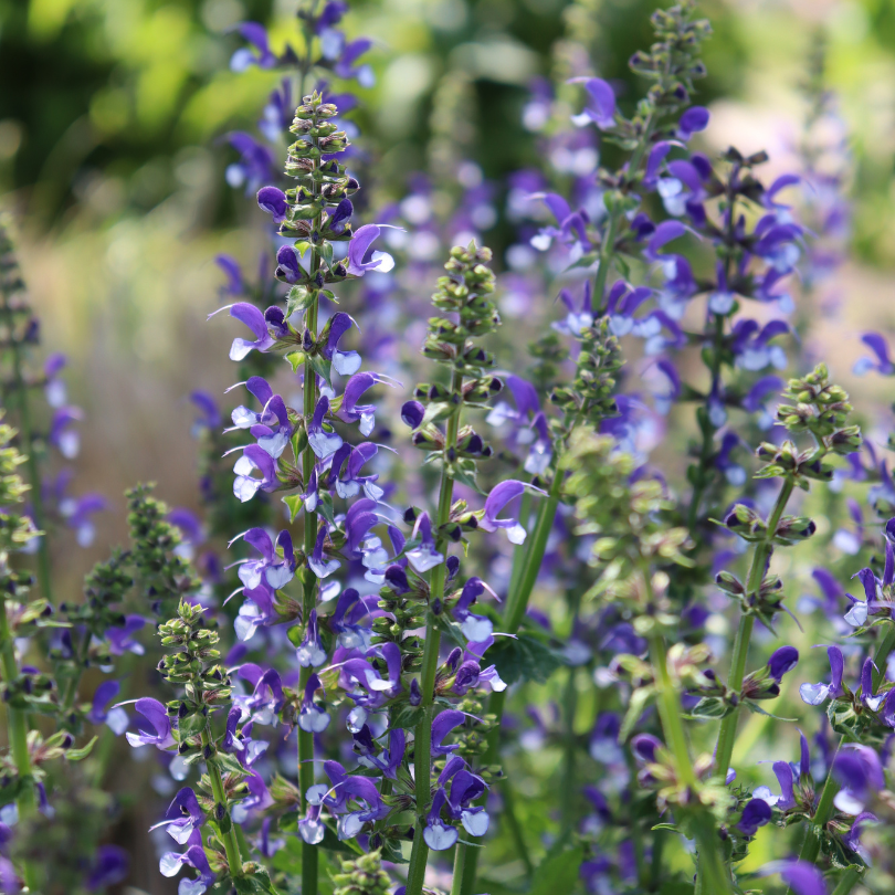 Proven Winners Color Spires Salvia - Thumbnail 3