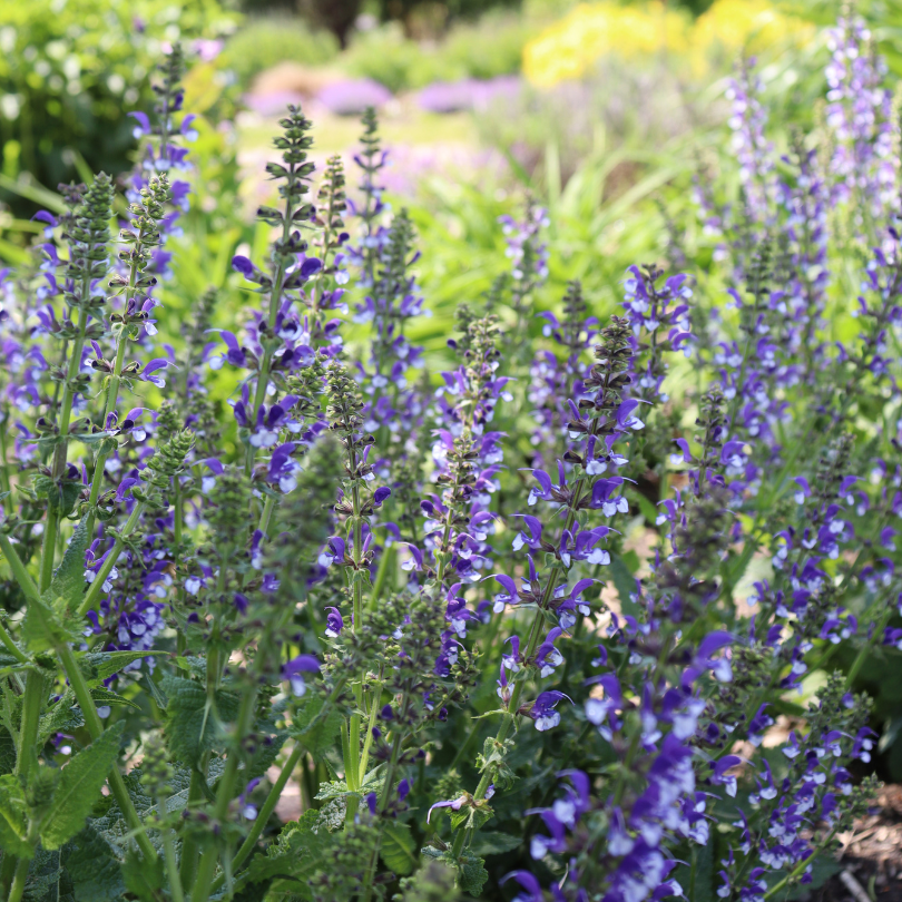 Proven Winners Color Spires Salvia - Thumbnail 4