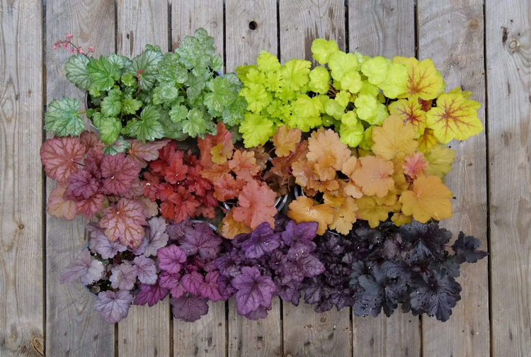 Caramel Coral Bells Heuchera Perennials Great Garden Plants