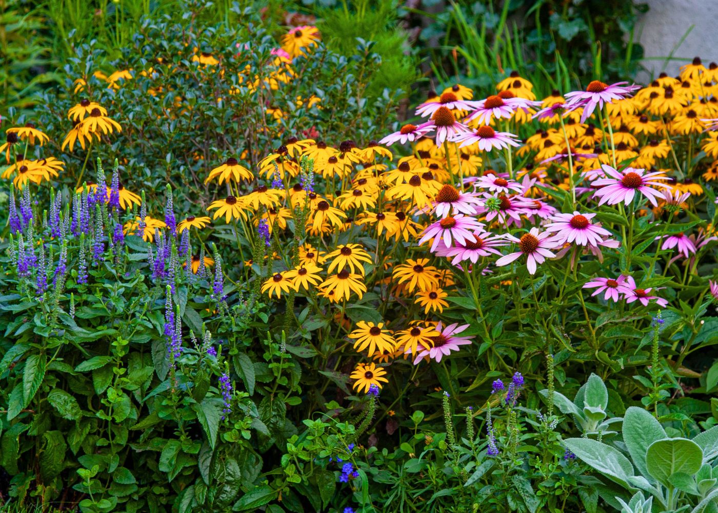 Colorful perennial flower garden filled with coneflower (Echinacea), Rudbeckia, and Veronica plants
