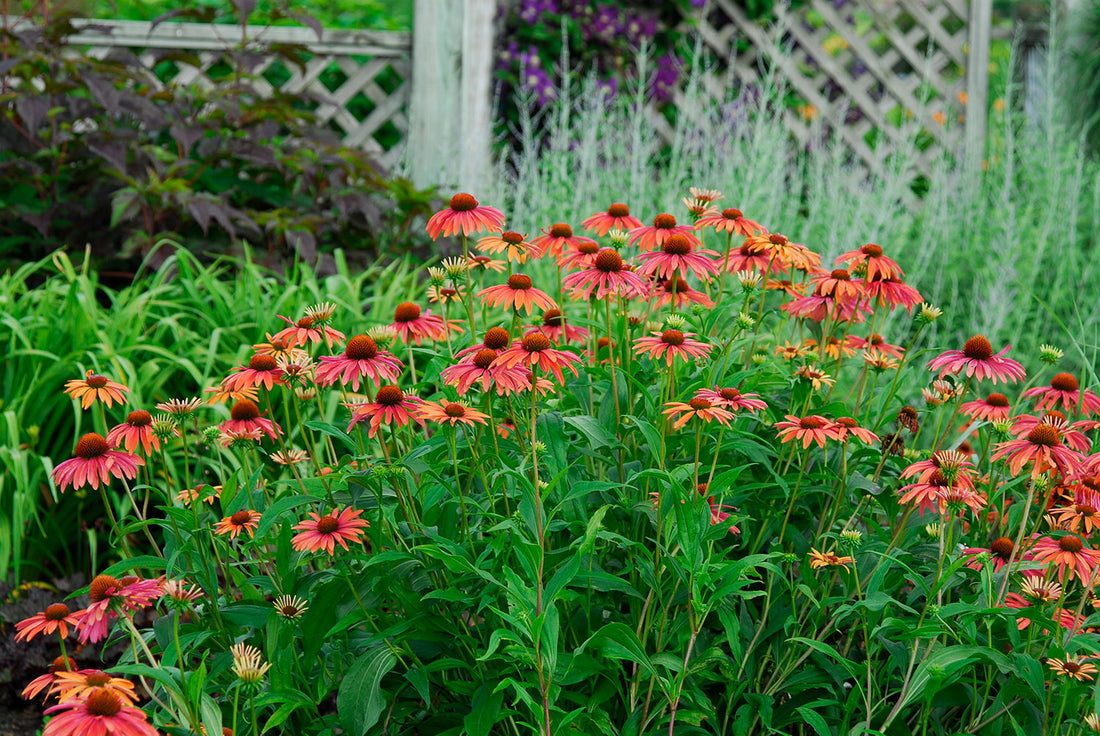 Double Dipped™ 'Rainbow Sherbet' Coneflower Perennials Great Garden