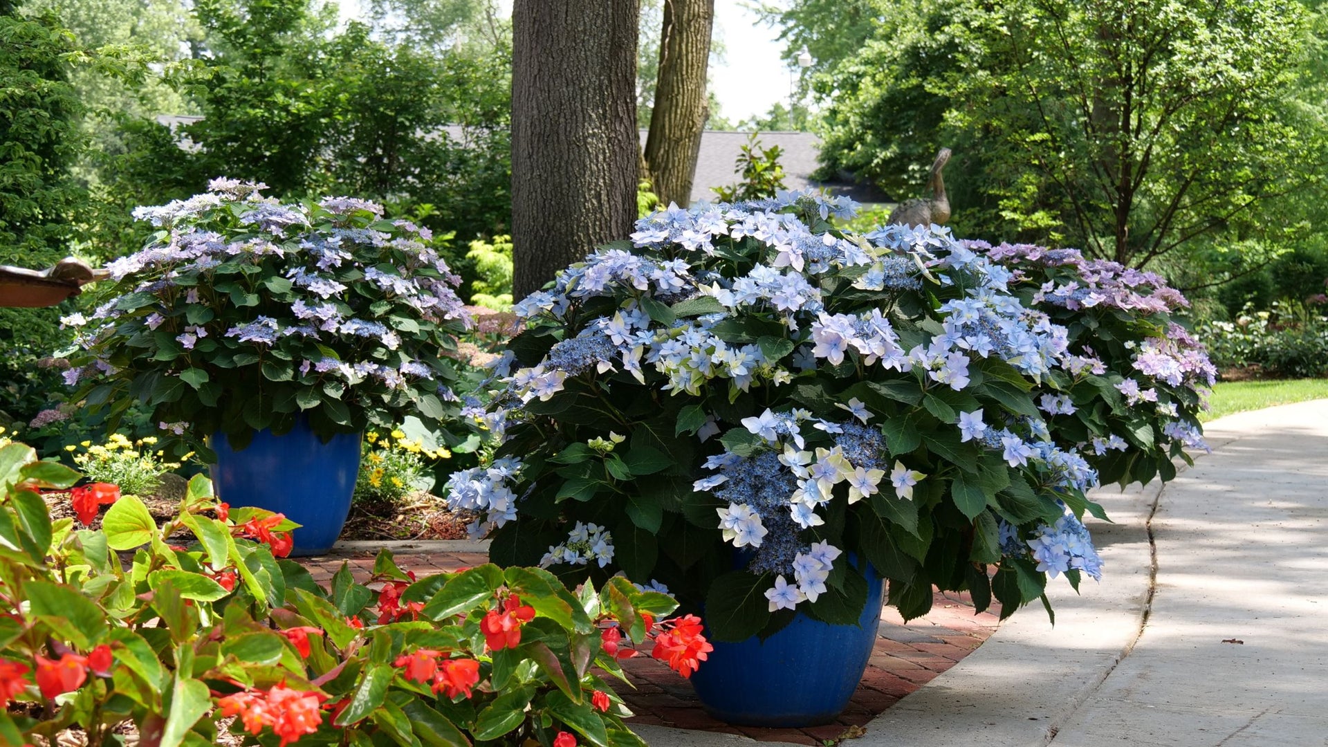 Colorful container plants