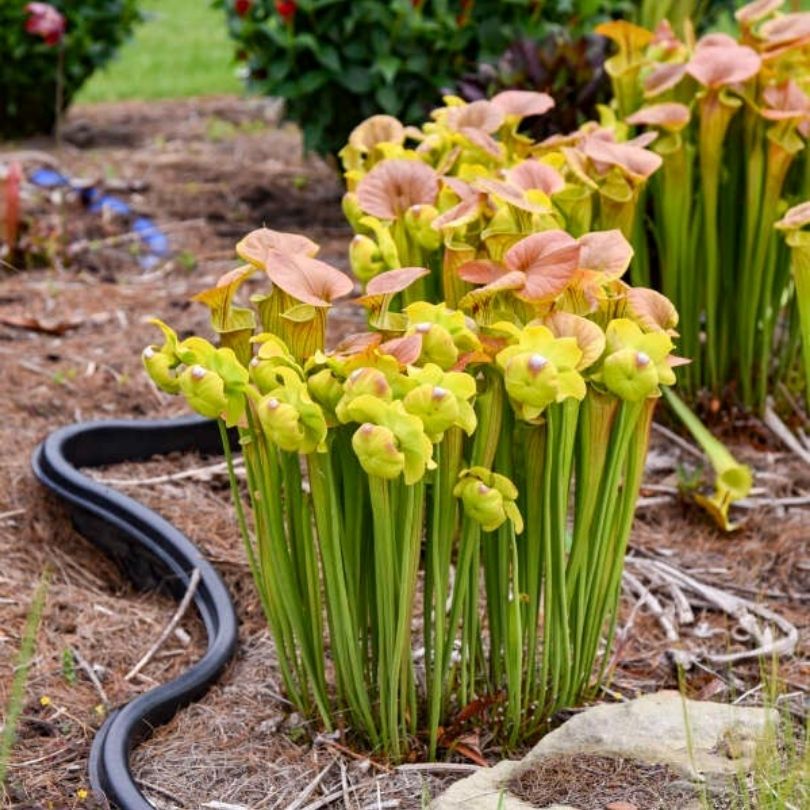 Plante carnivore indigène à capuchon cuivré et fleurs jaune chartreuse