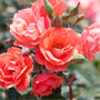 The Coral Knockout rose starts out brick orange and turns to a vivid coral color.
