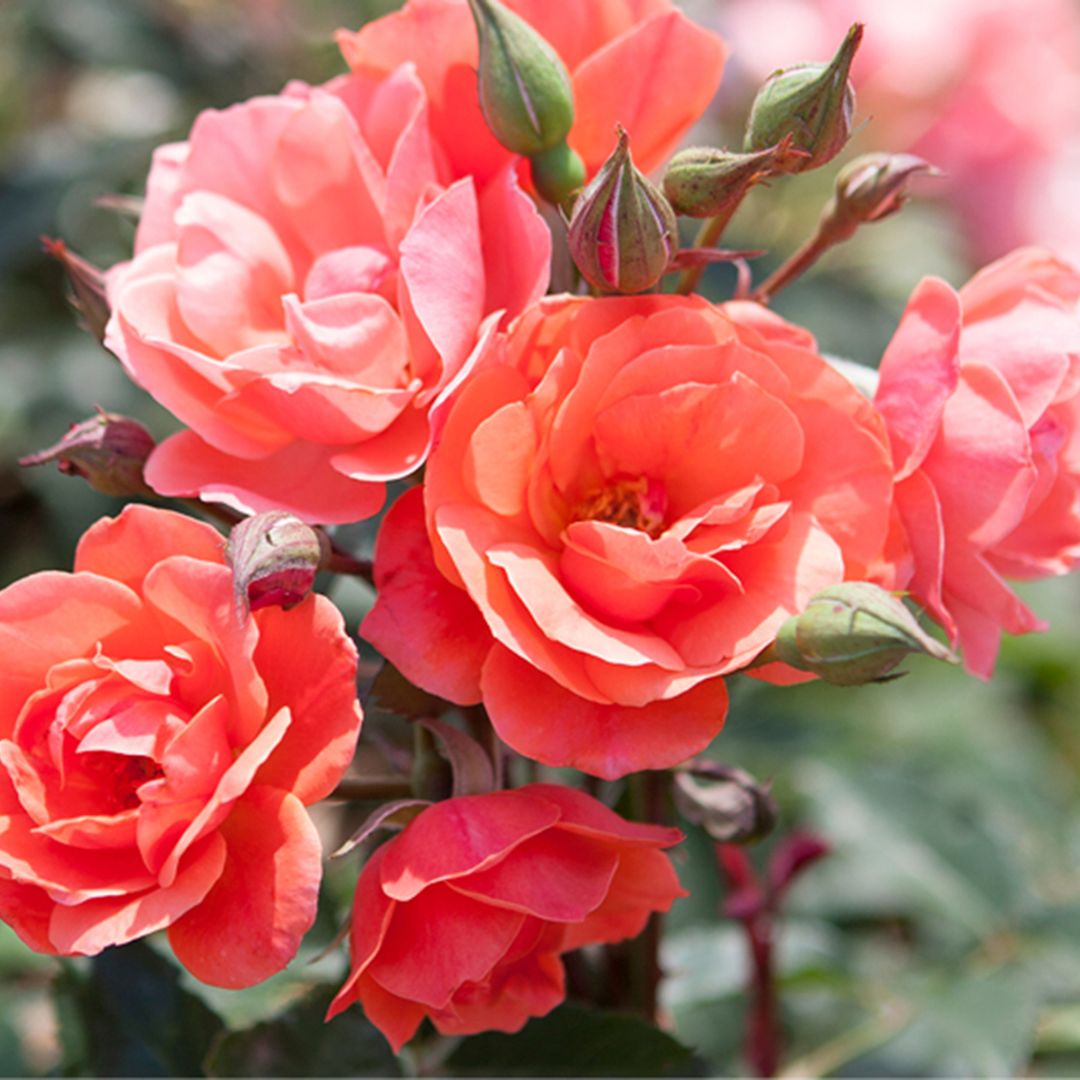 The Coral Knockout rose starts out brick orange and turns to a vivid coral color.
