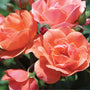 The Coral Knockout Rose showing a variety of orange coral hues.