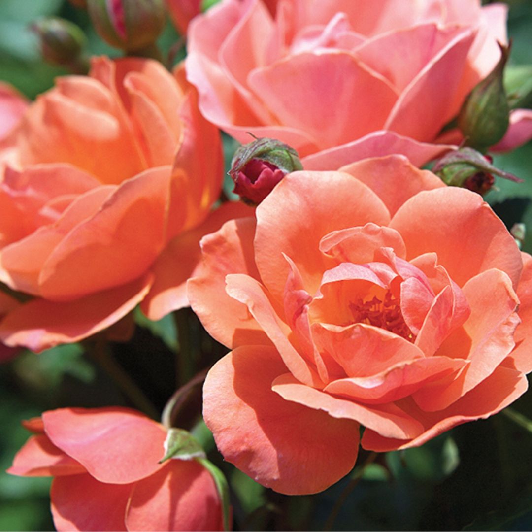 The Coral Knockout Rose showing a variety of orange coral hues.