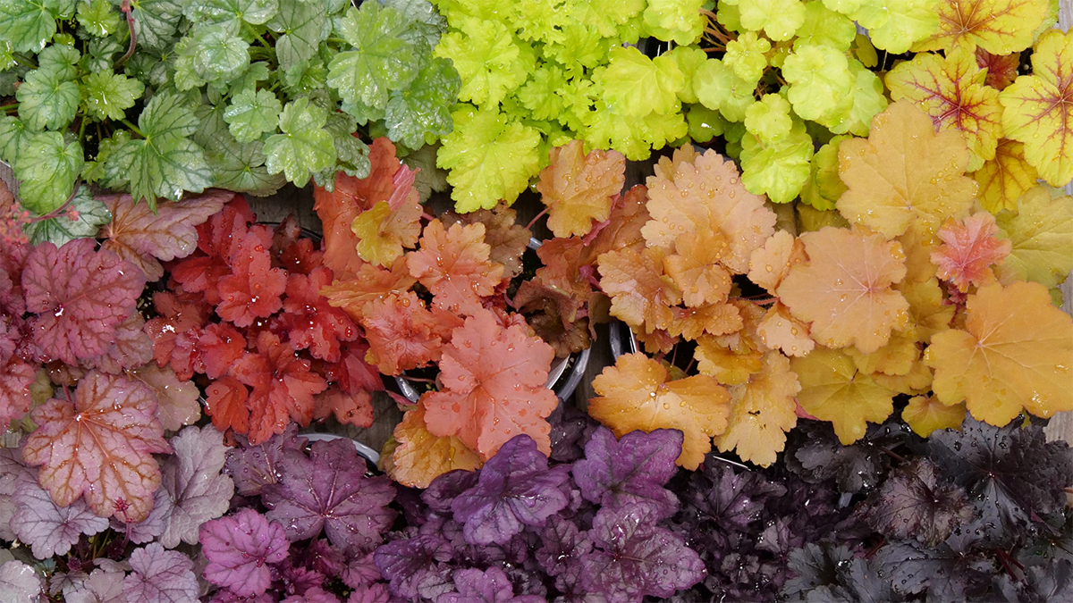 Coral Bells For Sale Heuchera Perennials tagged "products