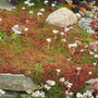 Vibrant sea of coral and green succulent foliage from 'Coral Carpet' stonecrop (Sedum)
