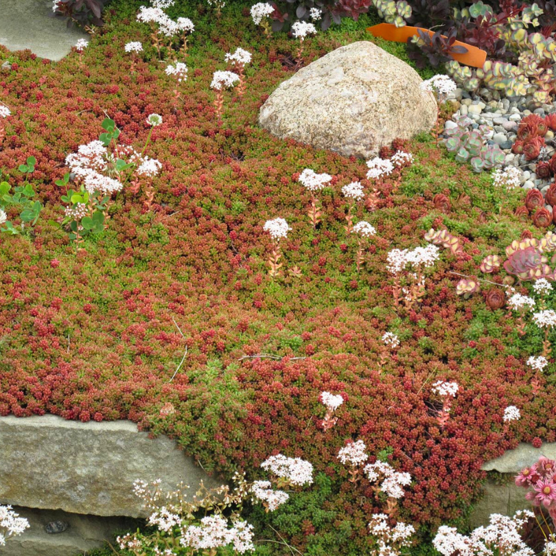 Vibrant sea of coral and green succulent foliage from 'Coral Carpet' stonecrop (Sedum)
