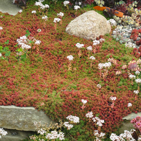 carpet sedum succulent 'Coral Carpet' Stonecrop
