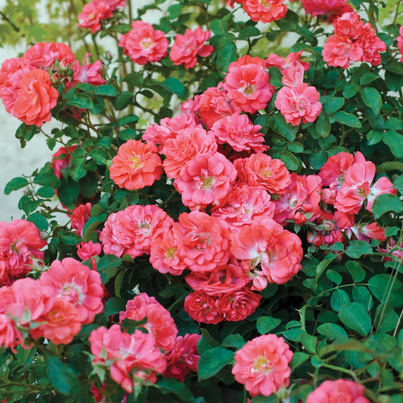 Vivid bright pink/coral rose flowers