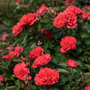 Vivid coral rose flowers