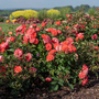 Vivid coral rose flowers planted along a sunny garden hedge
