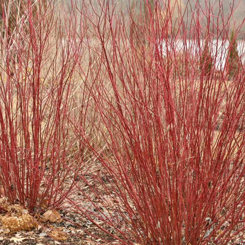 Proven Winners Arctic Fire Dogwood - Thumbnail 5