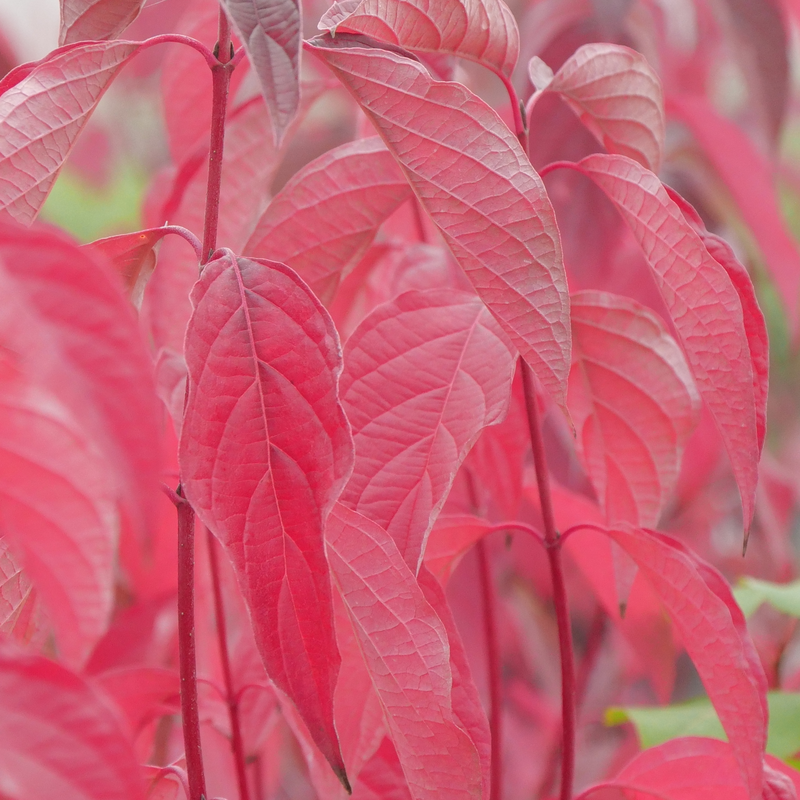 Proven Winners Arctic Fire Dogwood