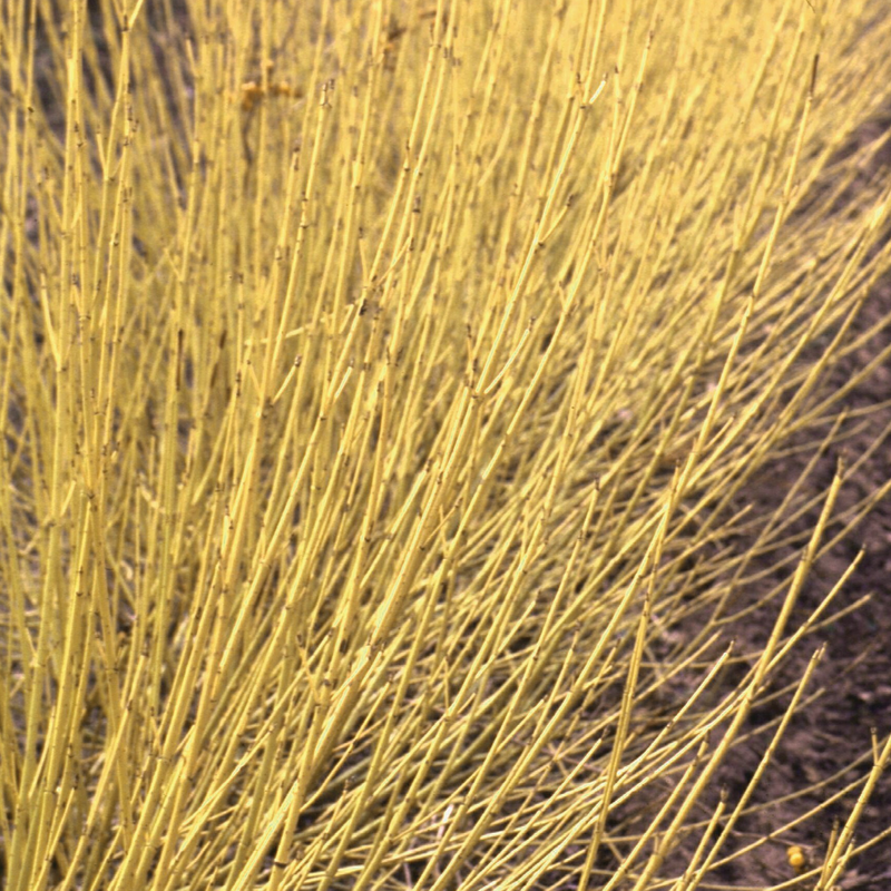 Bright yellow stems on Arctic Fire Yellow dogwood make it excellent for winter gardens