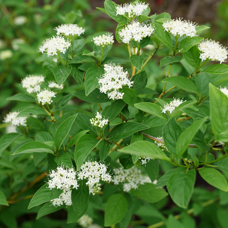 Arctic Fire Yellow Red-Twig Dogwood has cluster of white fragrant flowers that are followed by white berries.