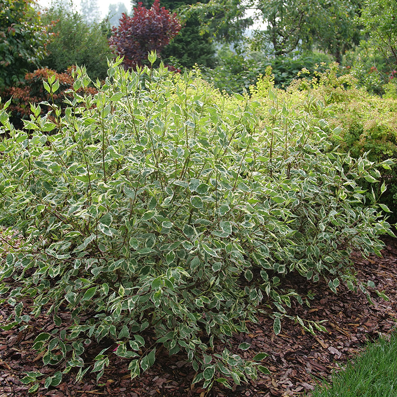 Sgt. Pepper dogwood with green and white variegated foliage in summer.