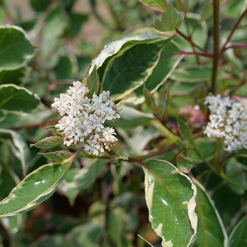 Close up on Sgt. Pepper dogwood with white flower bloom in spring.