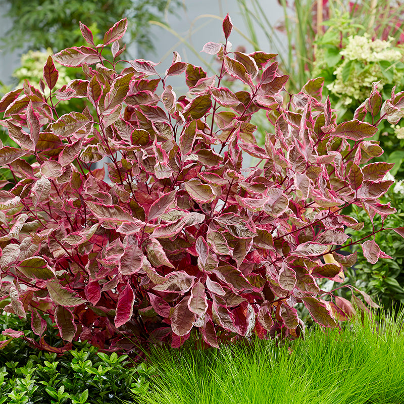 Sgt. Pepper Dogwood pink and deep red foliage in early fall.