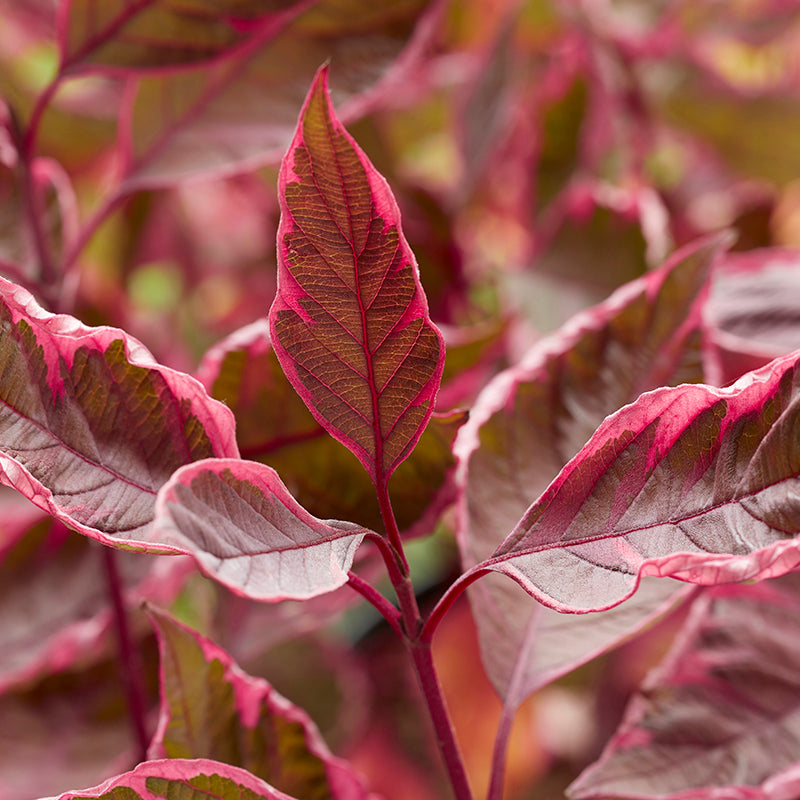 Close up Stg. Pepper dogwood foliage with lovely deep red and pink colors. 