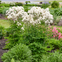 The columnar habit of 'Cotton Ball' Meadow Rue easily adds fluffy texture to small spaces.