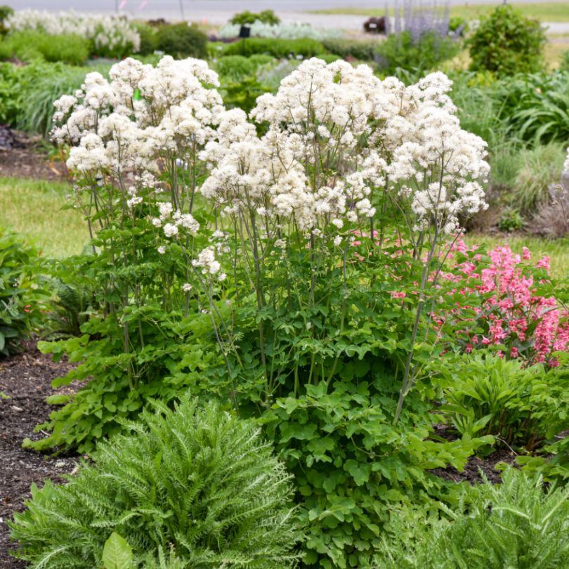 The columnar habit of 'Cotton Ball' Meadow Rue easily adds fluffy texture to small spaces.
