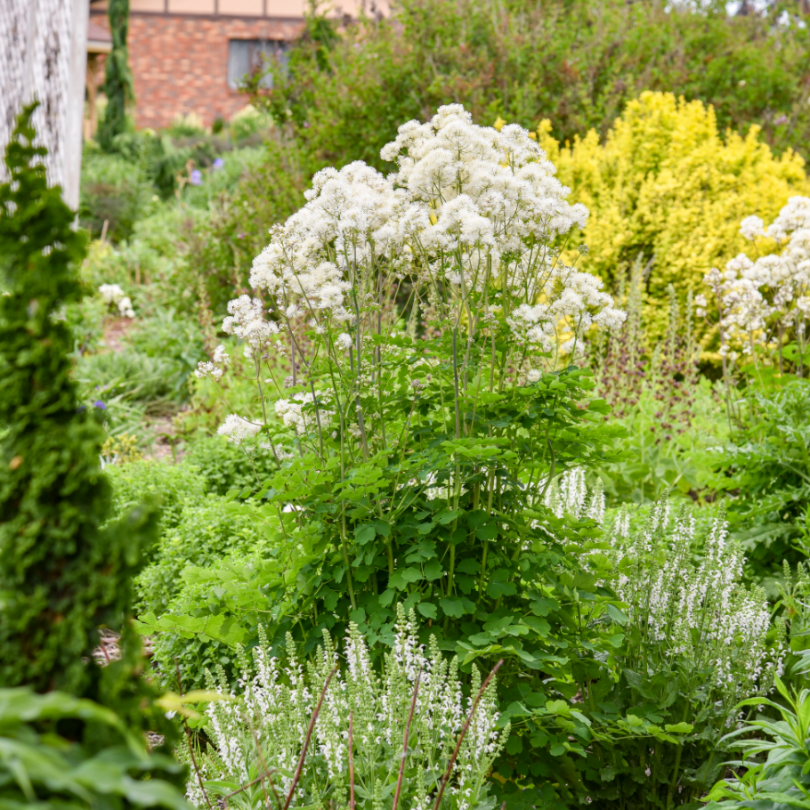 'Cotton Ball' Meadow Rue boasts dense clusters of wispy white blooms that almost appear fluffy like cotton balls!