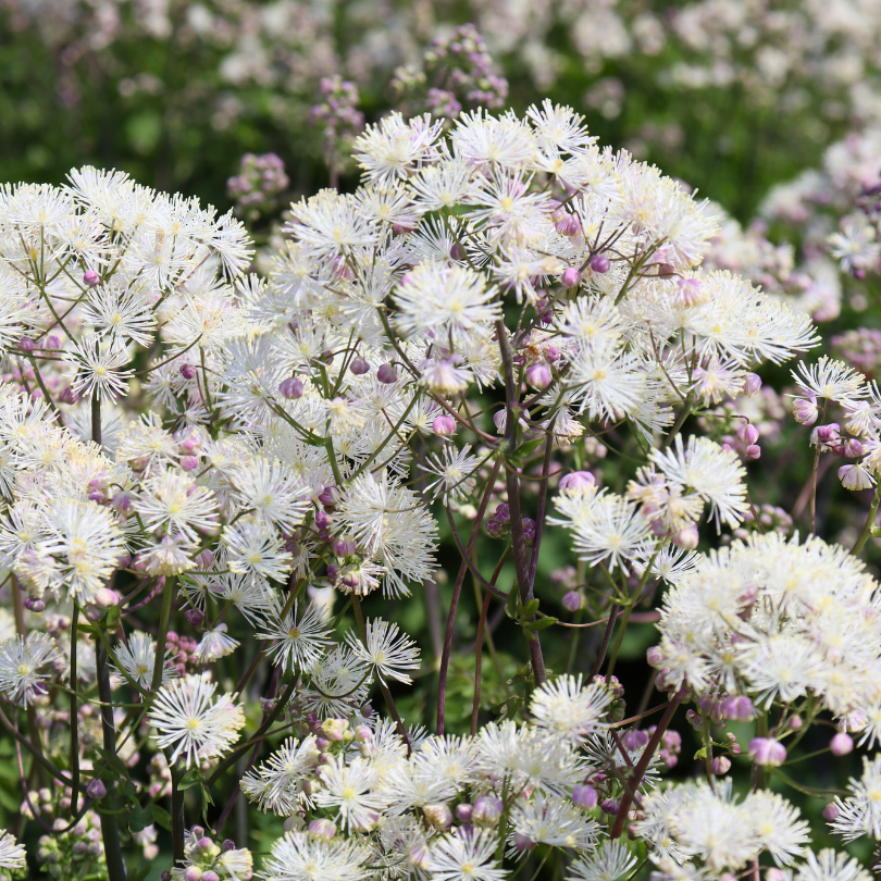Close up image of fluffy meadow rue flowers