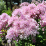 Up close image of fluffy pink meadow rue flowers