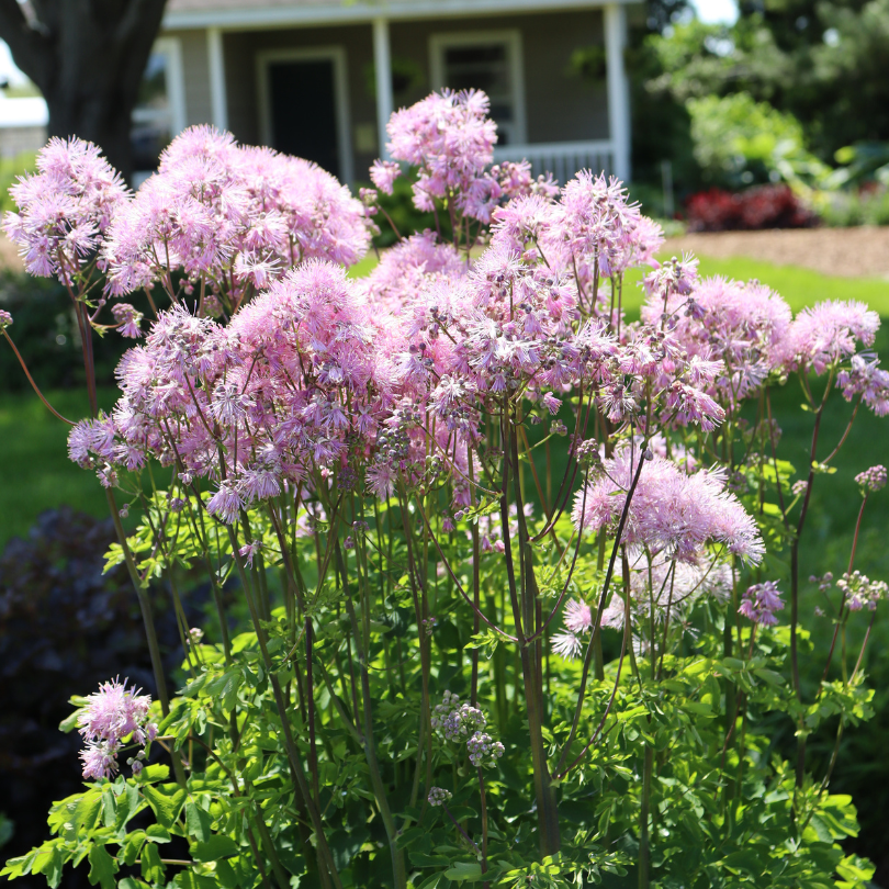 Stalks of pink meadow rue flowers in a sunny garden