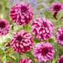 Gros plan sur des fleurs de dahlia rose 'Cranberry Classic' avec des feuilles vertes en arrière-plan