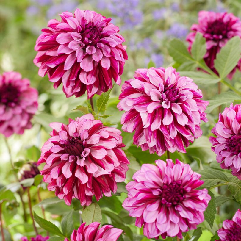 Gros plan sur des fleurs de dahlia rose 'Cranberry Classic' avec des feuilles vertes en arrière-plan