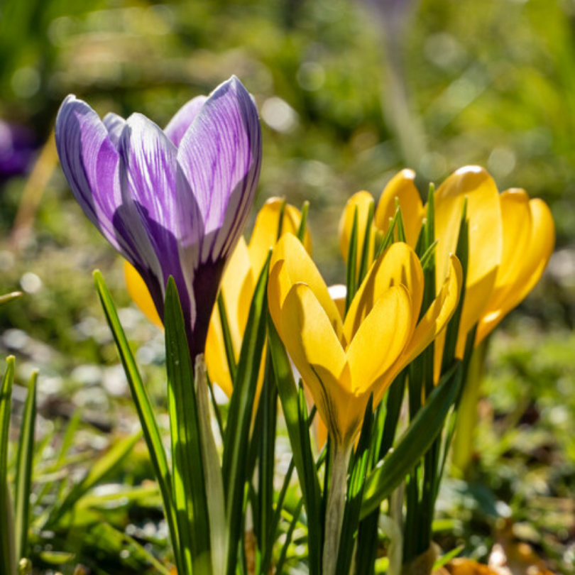 Des crocus violets et jaunes dans un cadre de jardin
