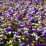 Champ de crocus violets, blancs et jaunes