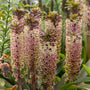 Épis de fleurs d'Eucomis roses uniques qui ressemblent à des ananas avec des feuilles vertes dans un cadre de jardin
