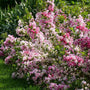 Czechmark Trilogy weigela shrub with beautiful pink and white flowers in spring