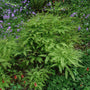 Mounds of green fern fronds in a shade garden