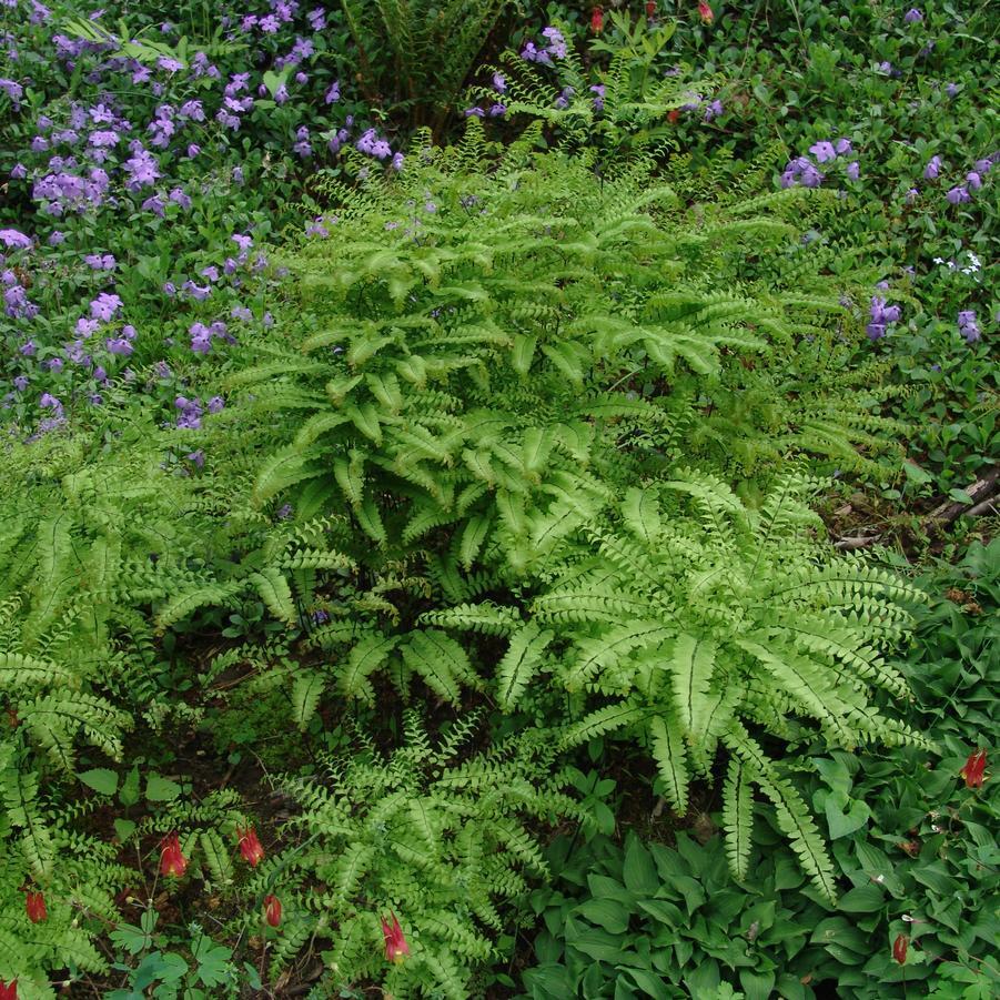 Mounds of green fern fronds in a shade garden